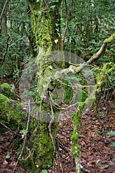 Moss covered tree in primeval forest over Dion village under Mount Olympus in Greece during spring