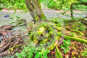 Moss covered tree by river Slatina during summer near Slatinka