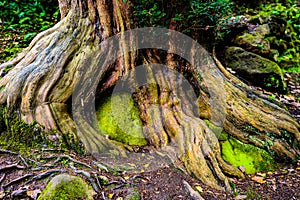 Moss-covered tree roots adorned with green rocks and dirt