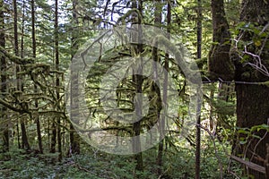 Moss covered tree scene in the upper Avatar Grove near Port Renfrew, BC