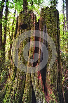 Moss covered tree stump in a forest