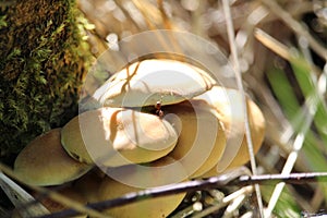 Small Mushrooms With an ant crawling