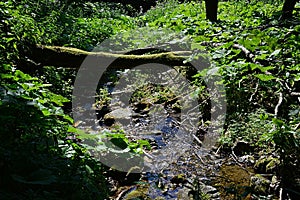 Moss covered tree trunk across tiny mountain water stream.