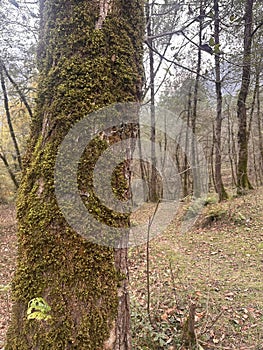 Moss-Covered Tree Trunk in Forest Nature