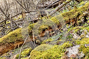 Moss covered tree trunk in wet forest