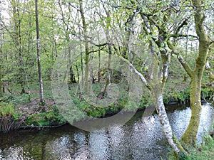 Moss covered trees along a river in the forest of the Lake District in England