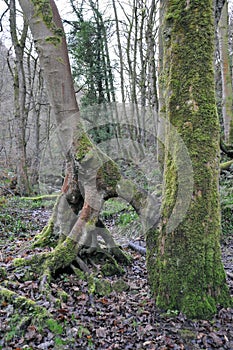 Moss covered trees with exposed twisted roots in winter woodland