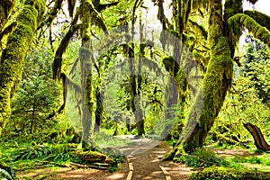 Moss covered trees in Hoh Rain Forest, Olympic National Park, Washington, USA