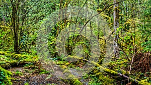 Moss covered trees in the temperate rain forest of Kanaka Creek Regional Park