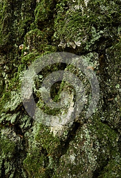 Moss-covered trunk of old birch tree. Close-up vertical photo