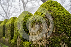 Moss covered walls of the Moorish Castle Castle of Moors on a foggy, misty day in Sintra Portugal - in selective focus