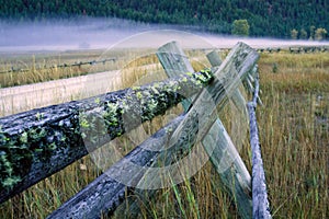 Moss Covering Wood Fence Rail