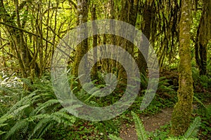 Moss Covers All Tree Trunks In The Hoh Rainforest