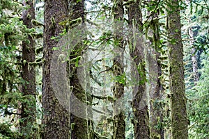 Moss Covers Redwood Tree Branches in California