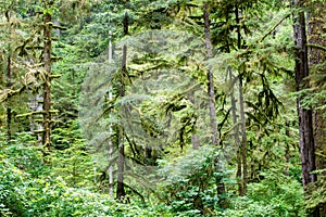 Moss Covers Trees in Northern California