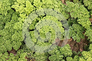 Moss curled parsley