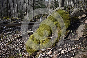 Moss`d over at Niagara Glen, natural rock formation