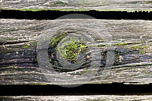 Moss on decay wood