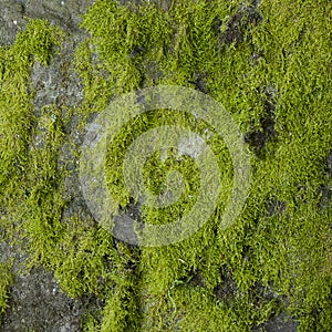 Moss detail