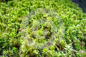 Moss detail in Vanoise national Park, French alps