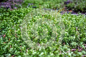 Moss detail in Vanoise national Park, French alps