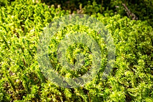 Moss detail in Vanoise national Park, French alps