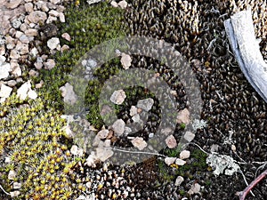 Moss of different colors with pebbles and branches