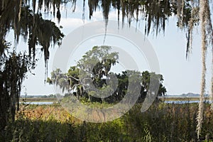 Moss draped branches make a frame on a Florida lake.