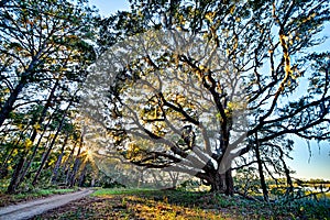 Moss draped Live Oak over the Edisto River at Botany Bay Plantation in South Carolina