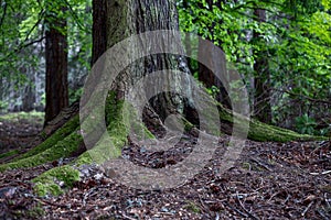 Moss drapes over sprawling roots of a majestic tree in Scottish forest