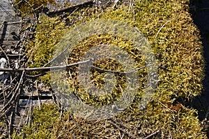 Moss and dry acorns in the forest. Macro of mossy wood flooring and dry fallen branches from trees. Autumn ground natural