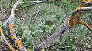 Moss on dry branches lying in green grass