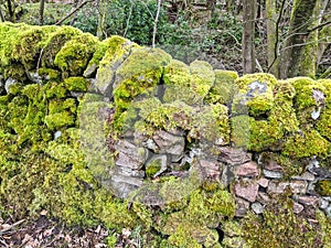 Moss on dry stone wall in Derbyshire Peak District