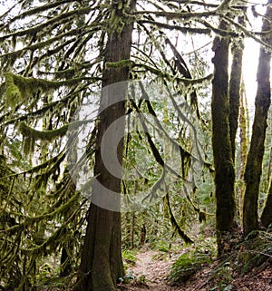 Moss and Epiphytes Grow on Old Growth Trees in Oregon