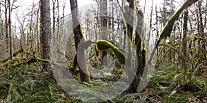 Moss and Epiphytes Grow on Trees in Oregon Forest