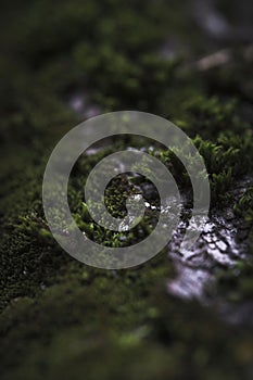 Moss fallen tree trunk closeup, macrophotography