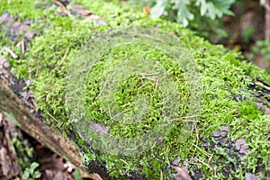 Moss on fallen tree trunk selective focus