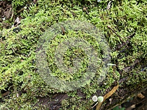 Moss on a fallen tree in the woods