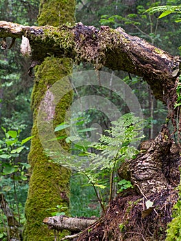 Moss and fern closeup