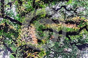 Moss and fern plant coverd on tree trunk at Doi Inthanon National Park in Chiang Mai, Thailand