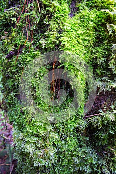 Moss and fern in the rainforest, north of Thailand