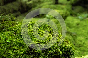Moss and fern style plants proliferate grow cover stump the forest floor in the garden