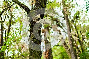 Moss, Fern tree in Ang Ka Luang Nature Trail