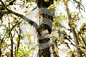 Moss, Fern tree in Ang Ka Luang Nature Trail