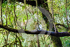 Moss, Fern tree in Ang Ka Luang Nature Trail