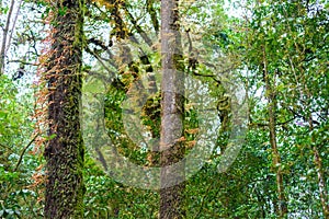 Moss, Fern tree in Ang Ka Luang Nature Trail