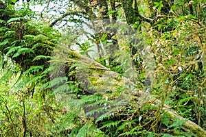 Moss, Fern tree in Ang Ka Luang Nature Trail