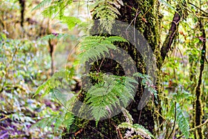 Moss, Fern tree in Ang Ka Luang Nature Trail