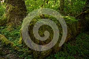 Moss and Ferns Take Over Nurse Log along the Hoh River Trail