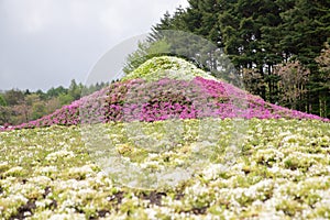 Moss field at Shibazakura flower festival